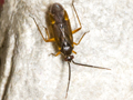 Brachyarthrum limitatum